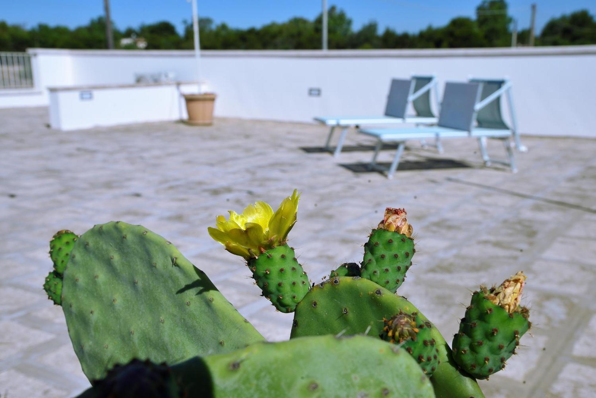 B&B Domus Terra Mare Torre San Giovanni Ugento Exteriér fotografie
